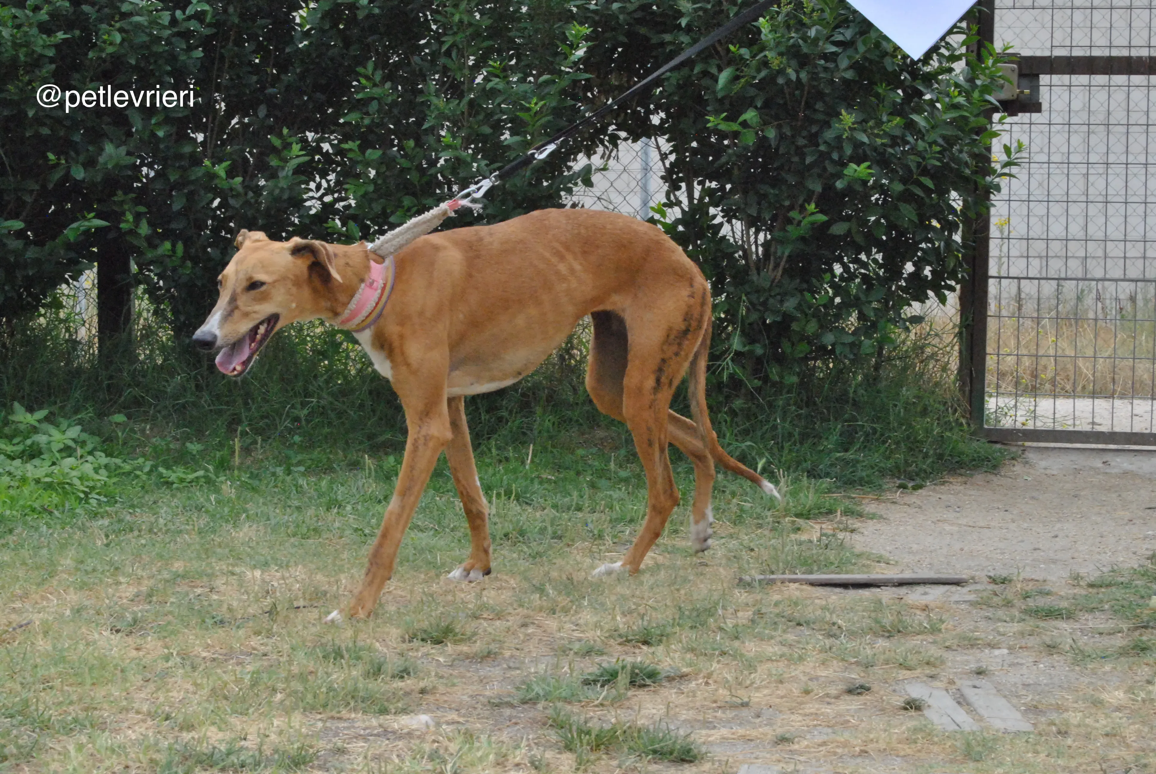 15 monica adozione levrieri galgo