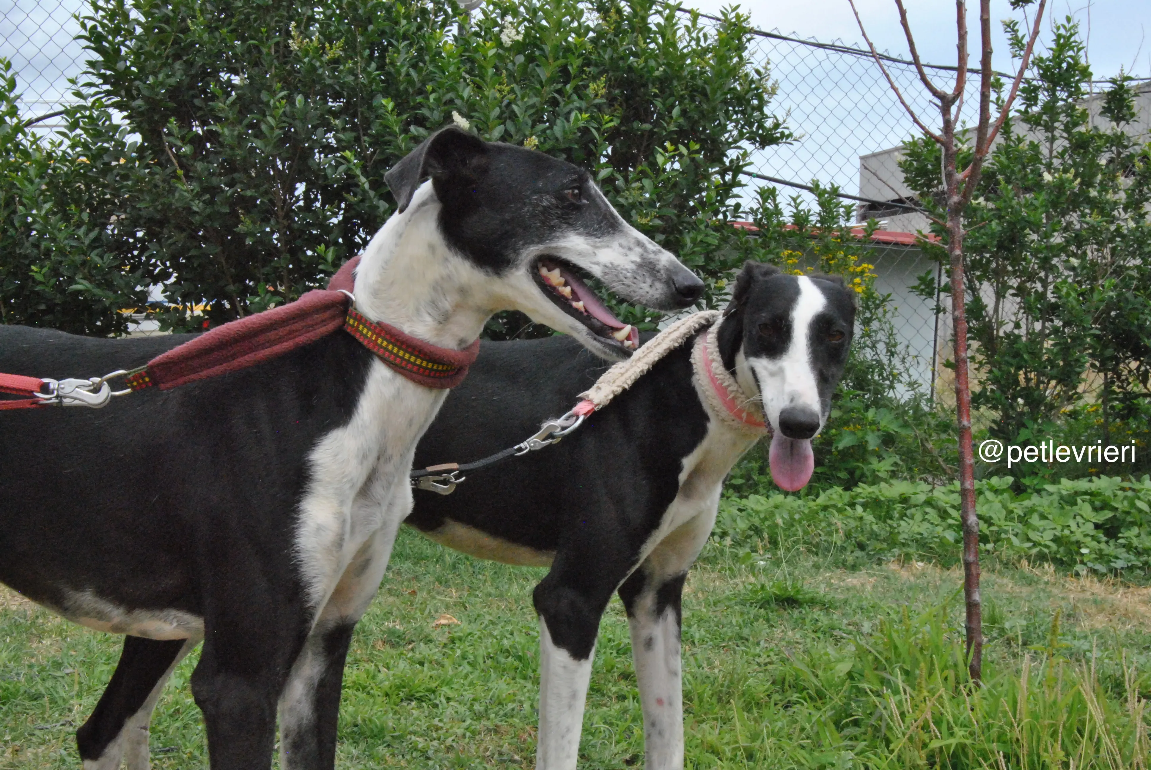 15 olga katarina adozione levrieri galgo