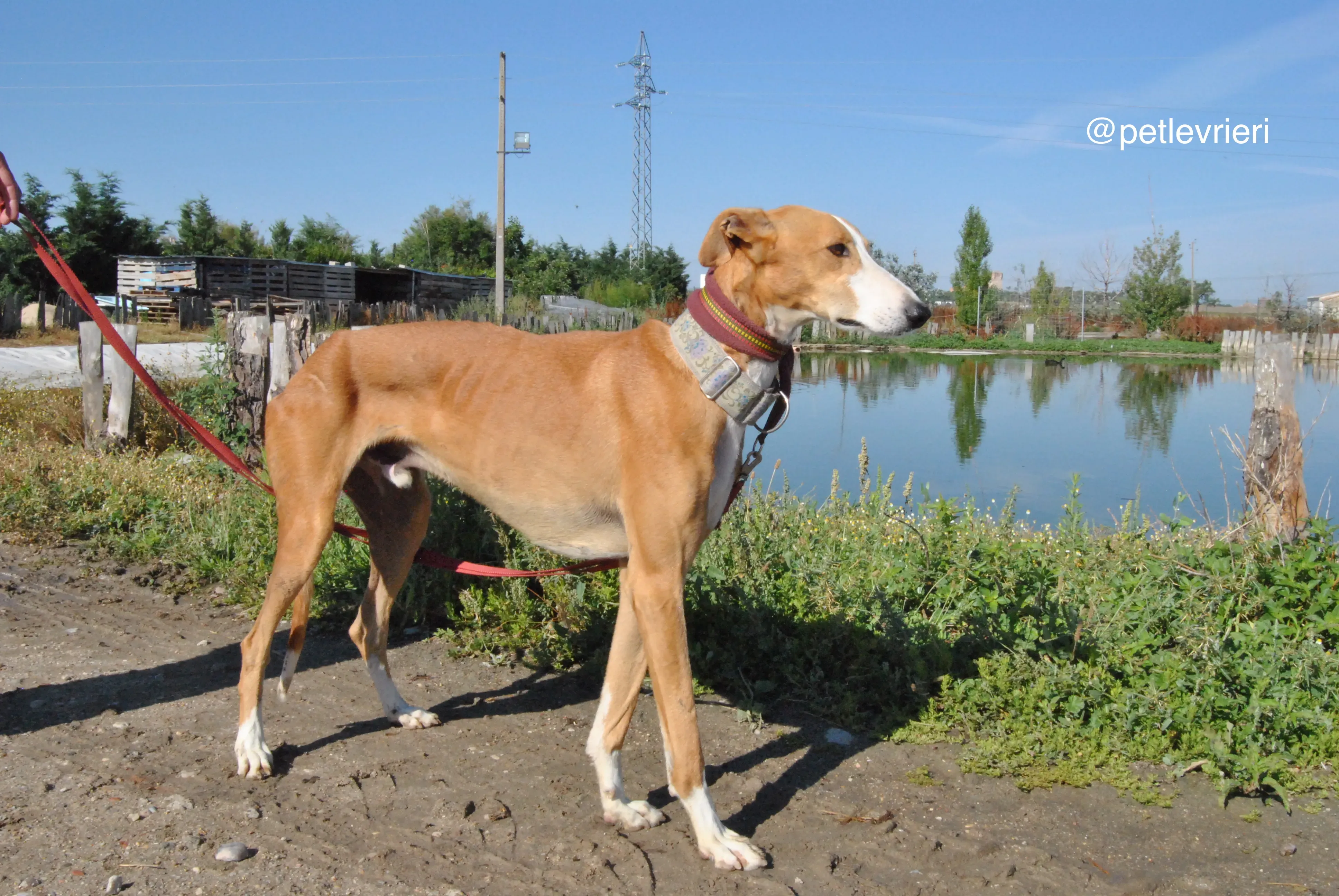 15 patas adozione levrieri galgo