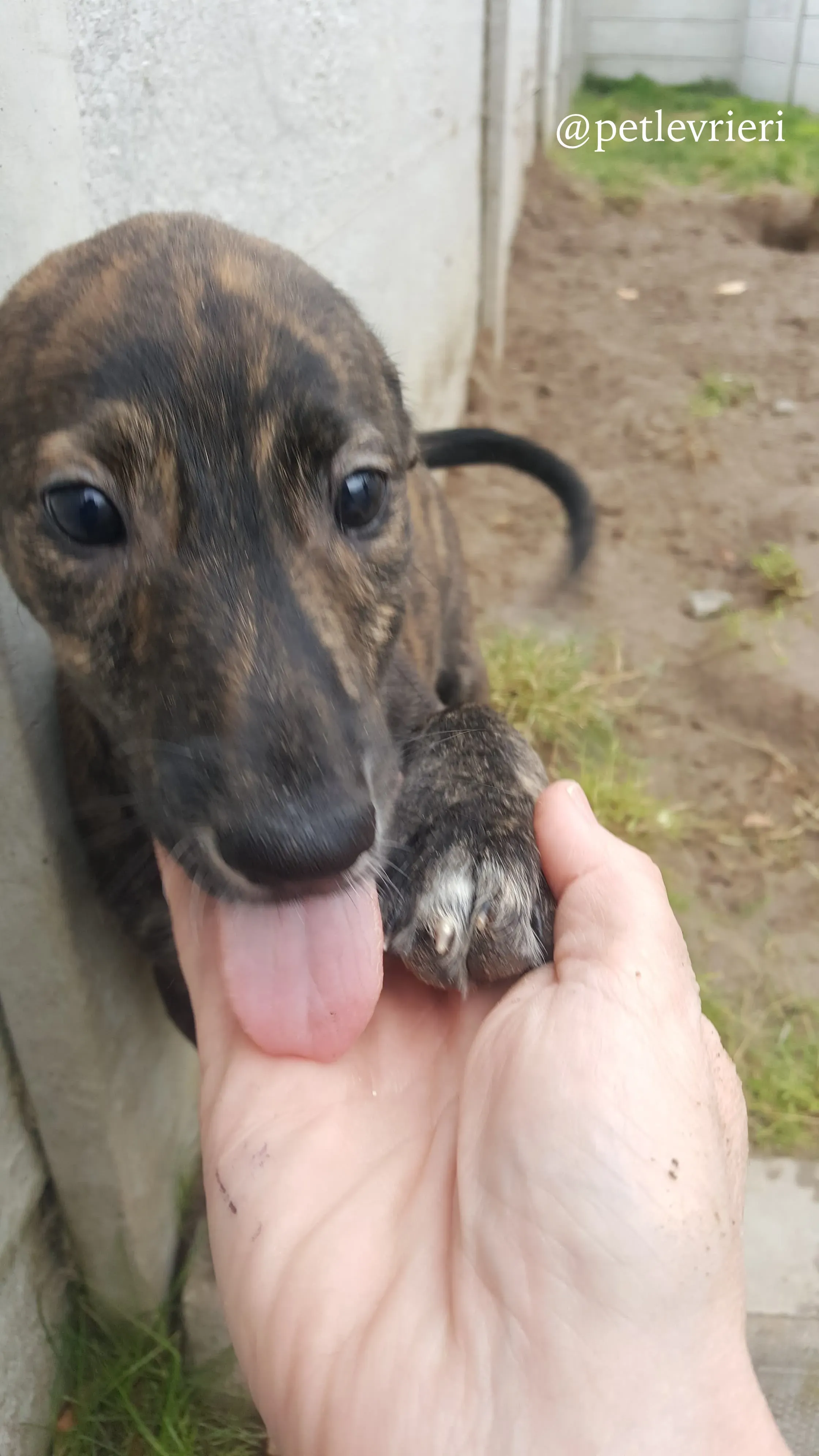 15 puppy adozione greyhound