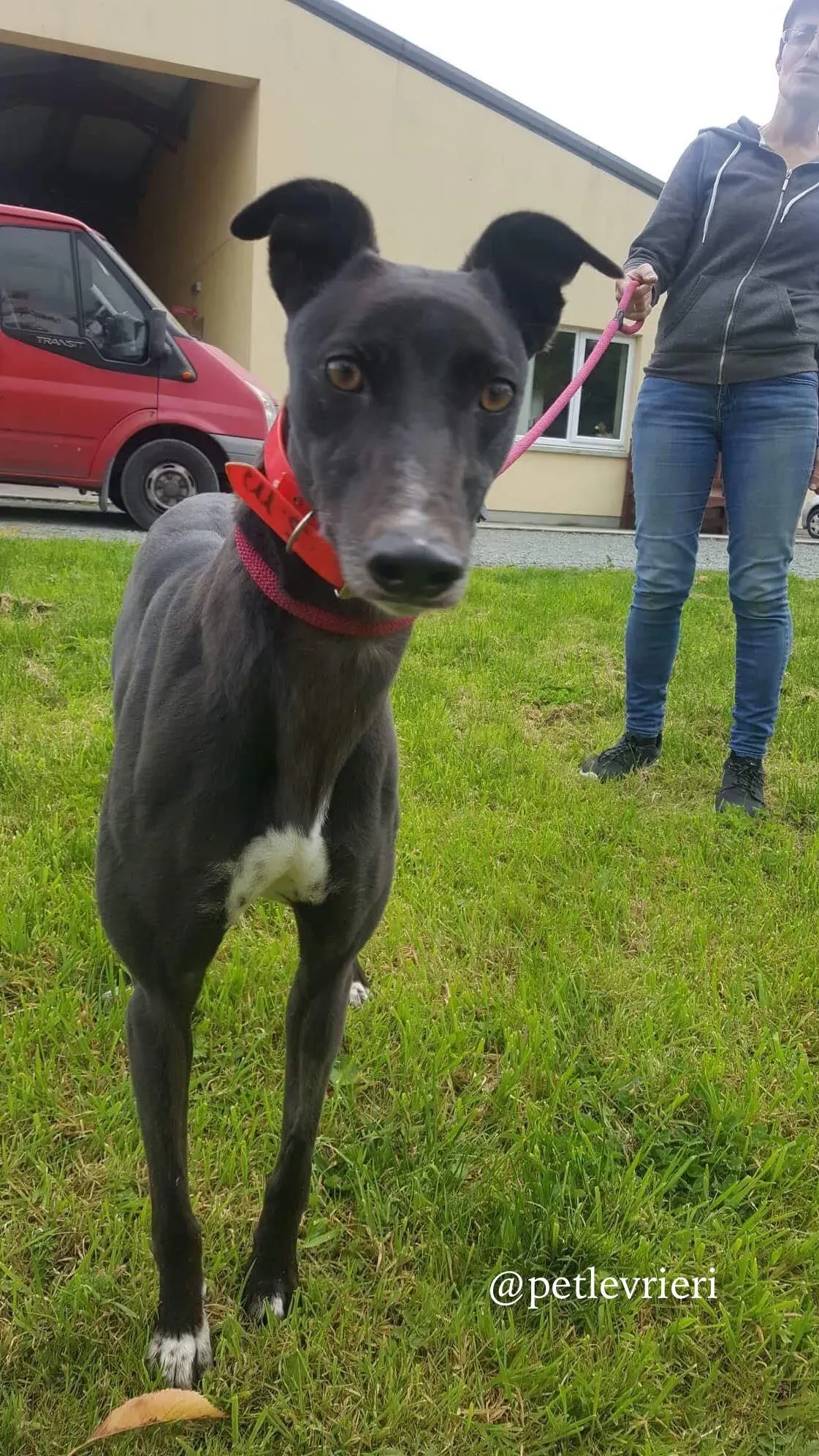 15 rosie adozione levrieri greyhound
