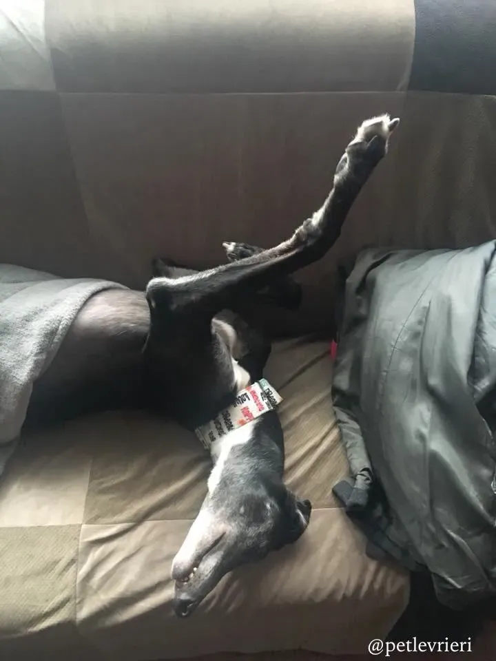 15 sparky adozione greyhound macao