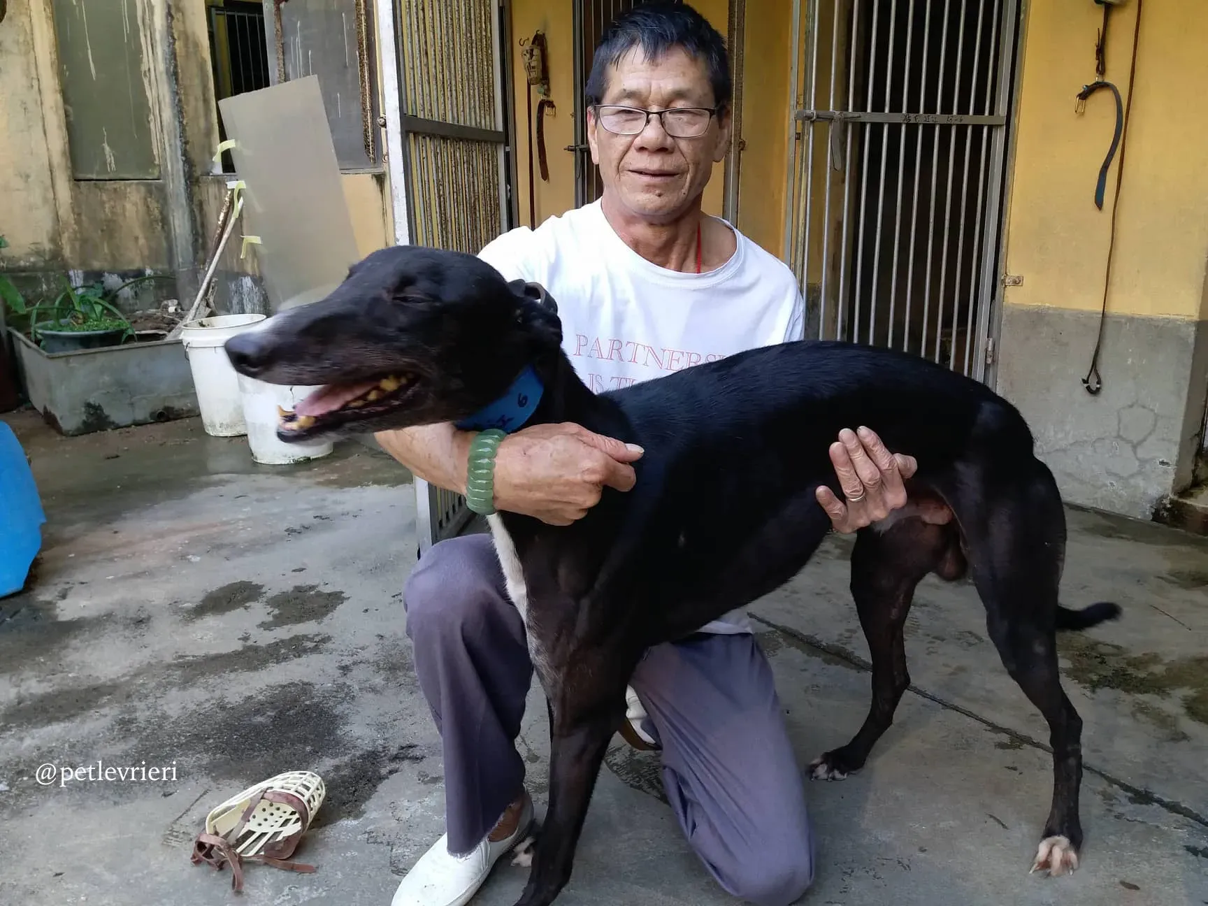 15 turramurra tom adozione greyhound macao