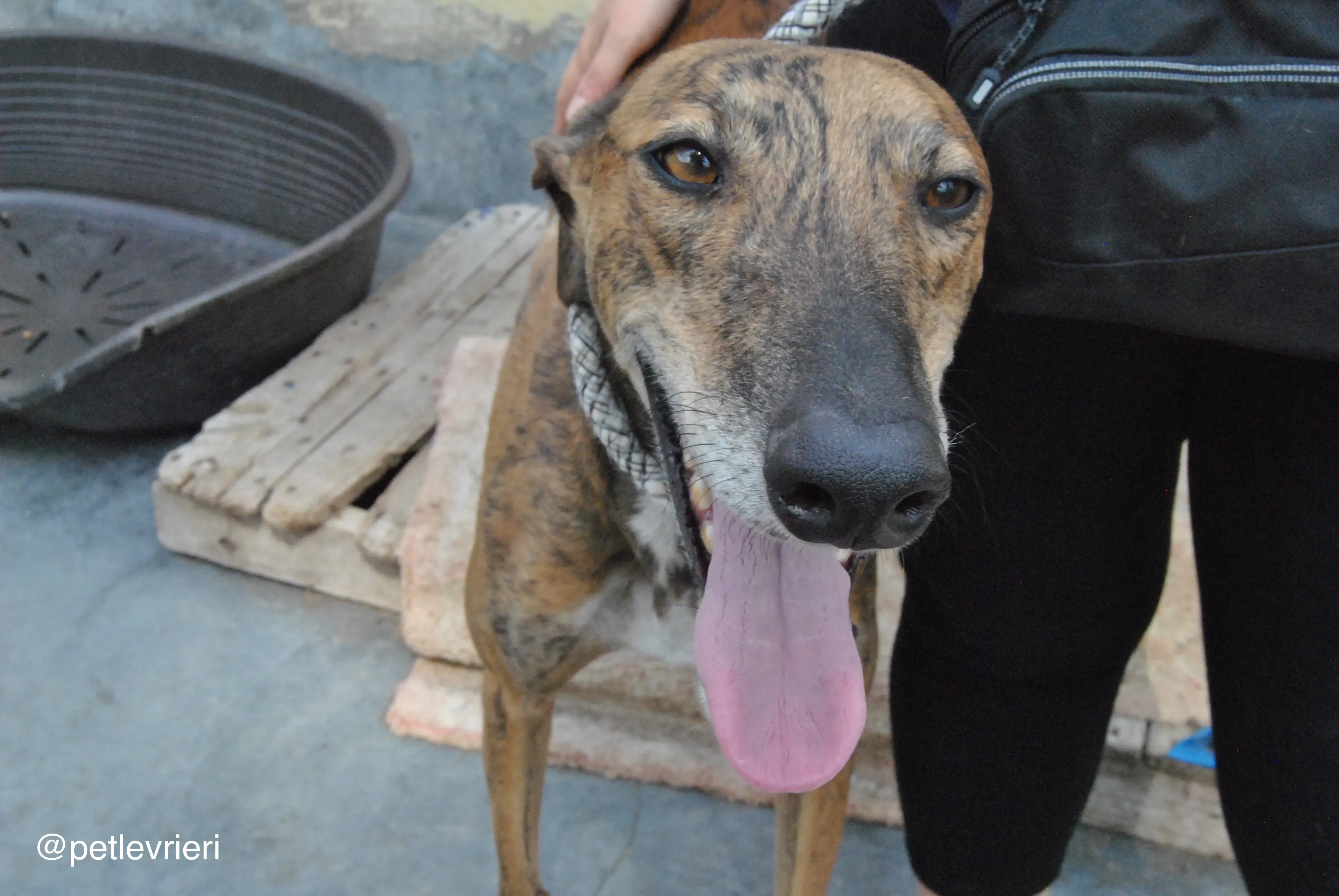 15 verdi adozione levrieri galgo