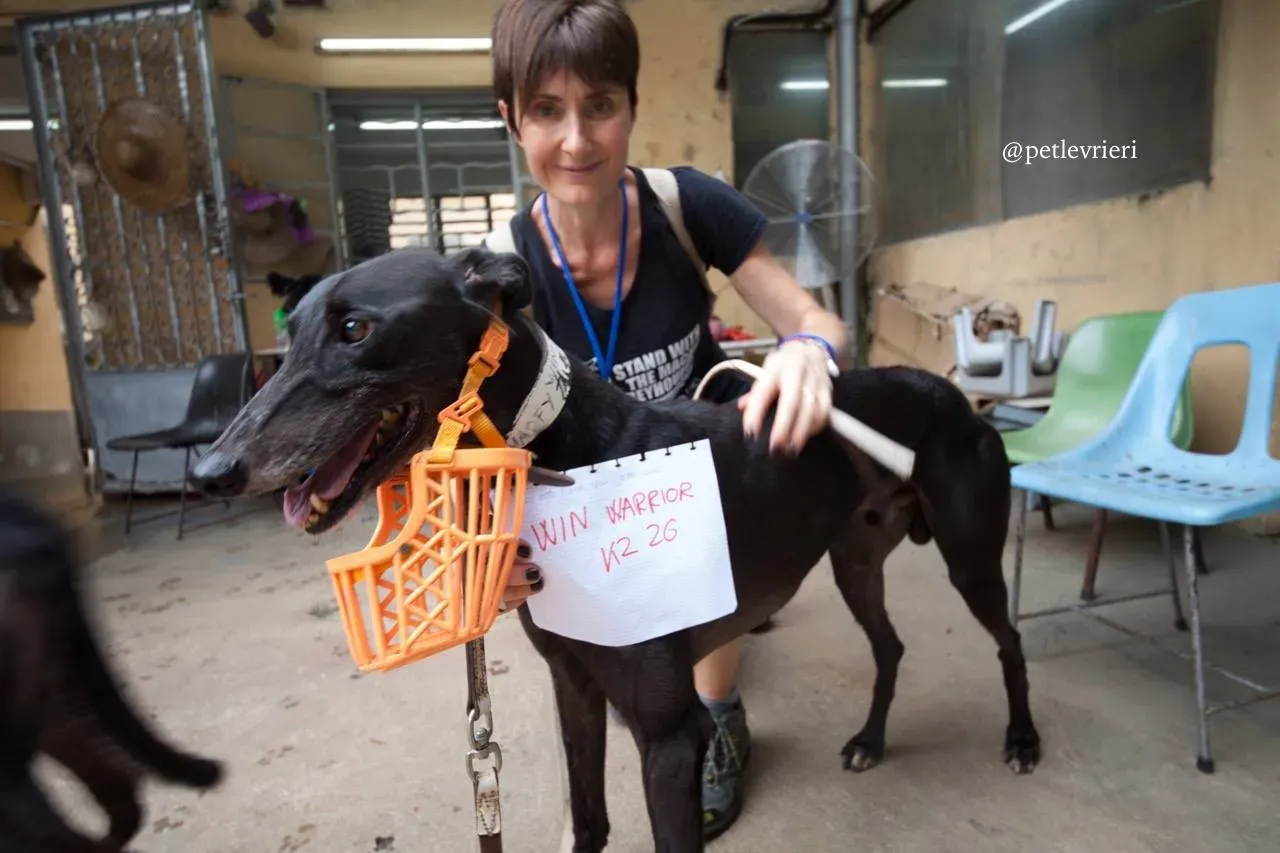 15 win warrior adozione greyhound macao