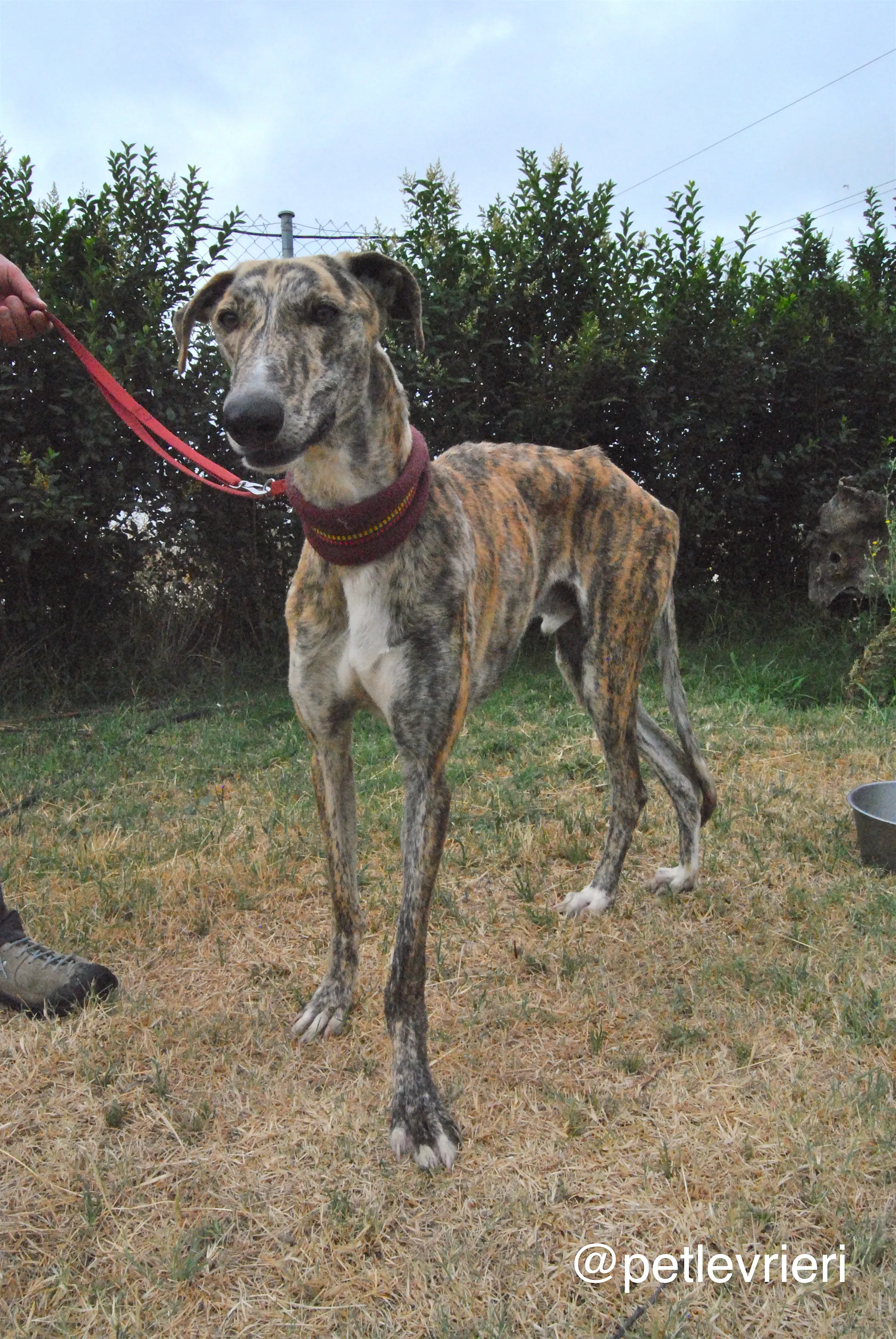 15 yasi adozione levrieri glago