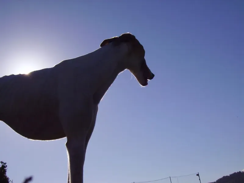 16 09 2013 PRIMA VOLTA PER JOSH AL CAMPO 27