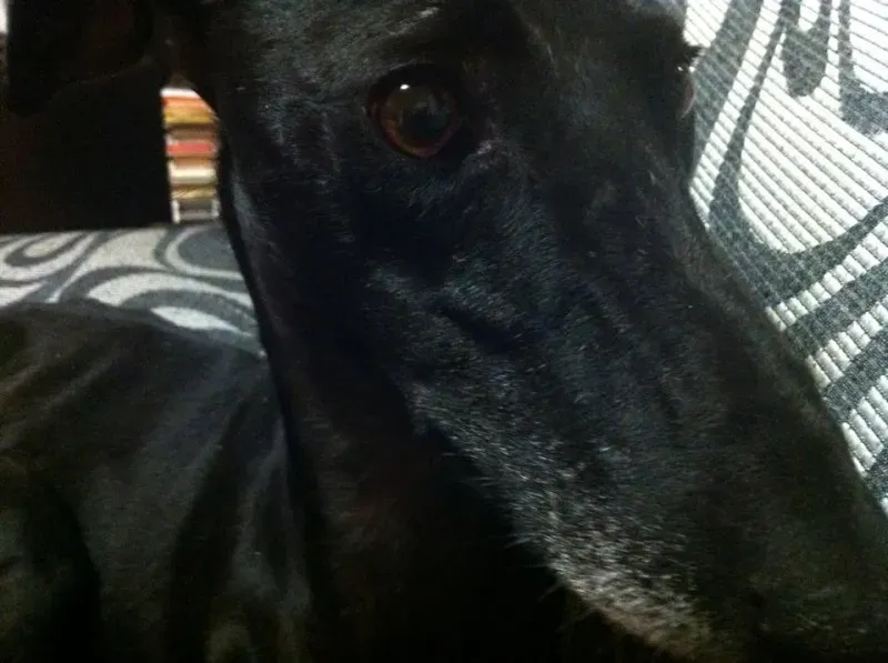 1601446 10202937614787973 7945399845245685526 n