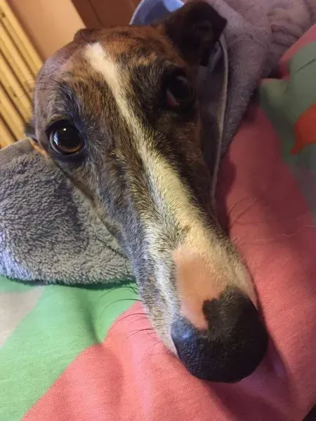 16105770 369336343438537 8264334102901011530 n