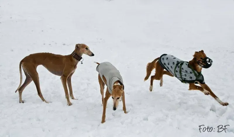 16114367 10211473535895602 7302058704351101336 n