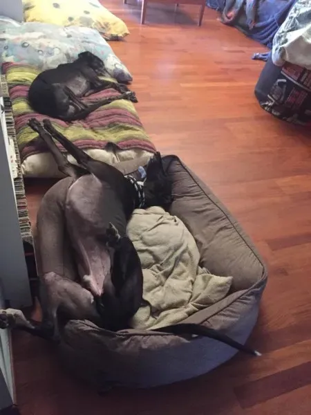 16129735 1261468583944742 287285469 o