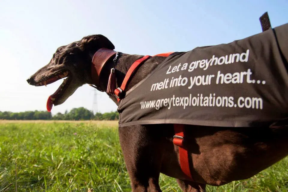 1619119 582081068550167 830297366 n