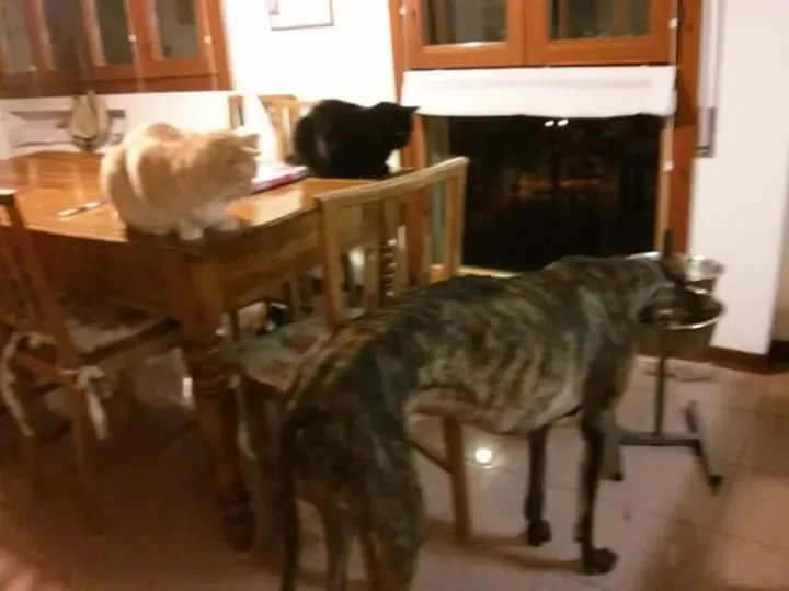 16195575 1268562909894228 717604761294895752 n