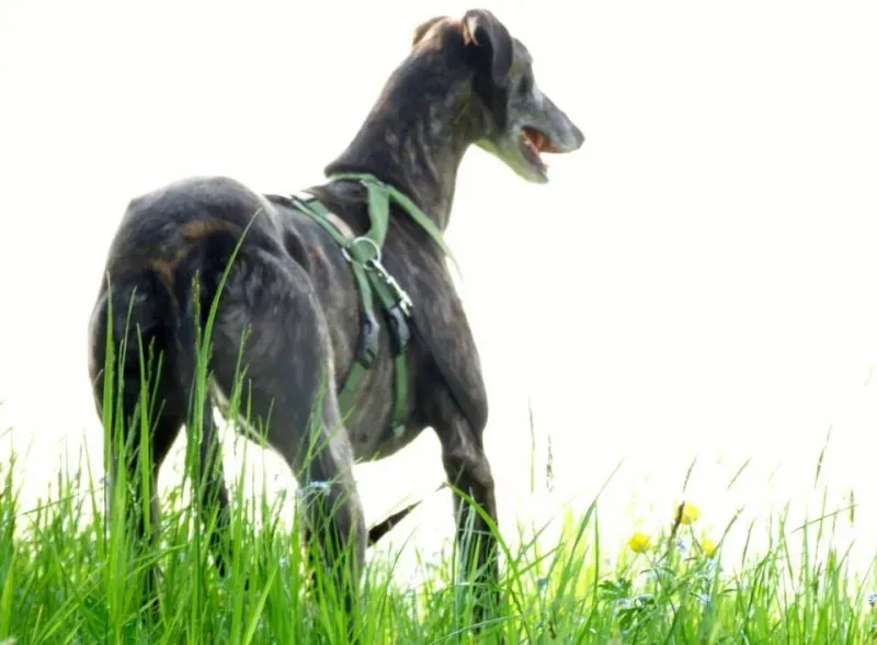 1619664 661393407255168 3911611679478762789 n