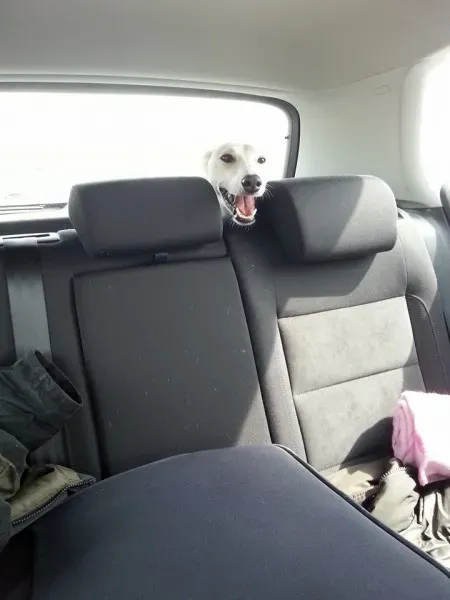 1621840 10203885801614286 4188832552230753669 n