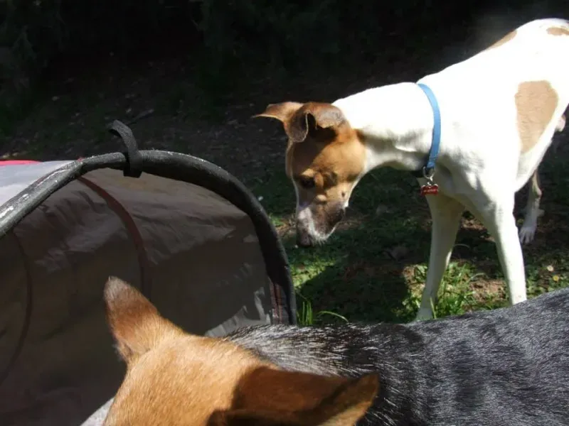 1622687 10202835662243957 329027191 n