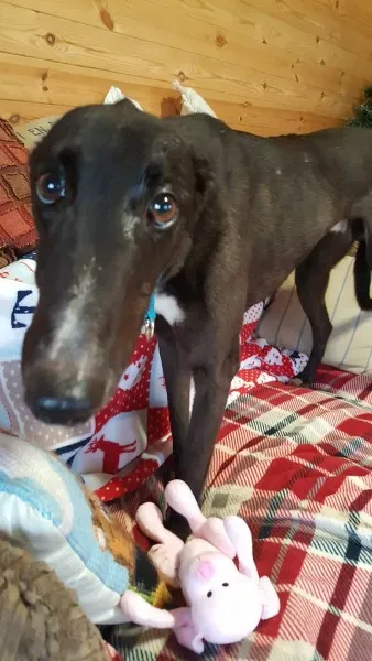 16229698 10210502778259285 48284779 o