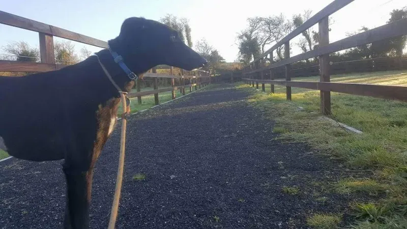 16265860 1537112976306396 1583753131600175020 n