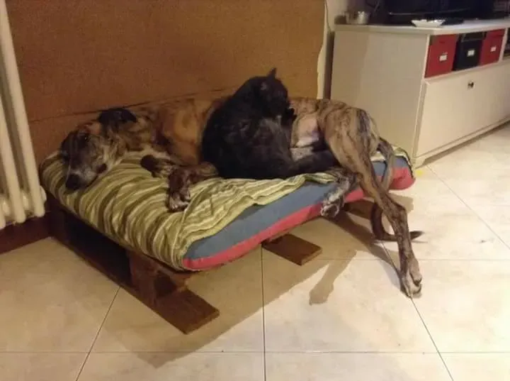 16299558 1268562663227586 1780693708642480541 n