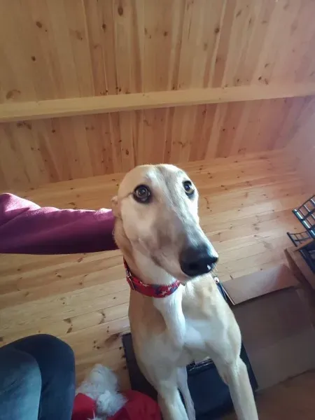 16326280 10210540195274687 882639502 o