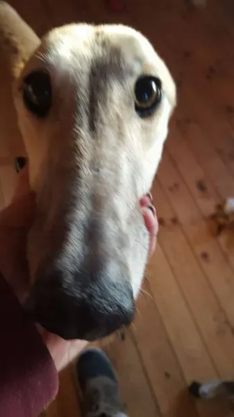 16357672 10210540194994680 1416791529 o