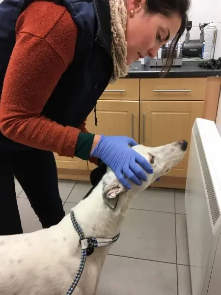 16388611 250630892059230 472591110 o