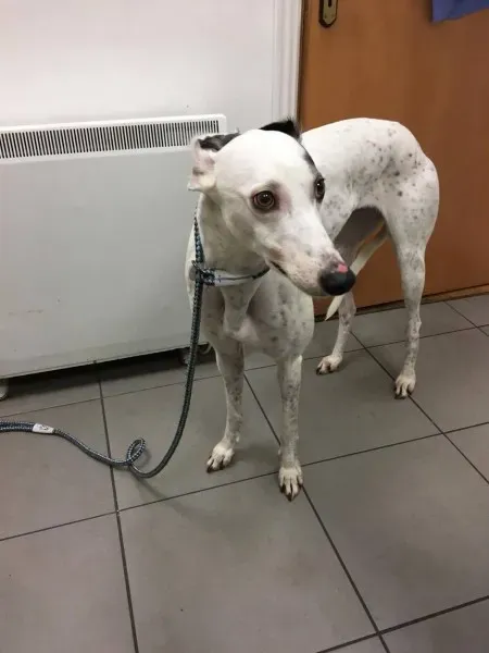 16388668 250630872059232 878304845 o