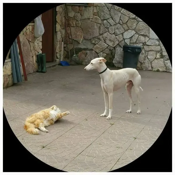 16473050 1267962999954219 8150322556348400131 n