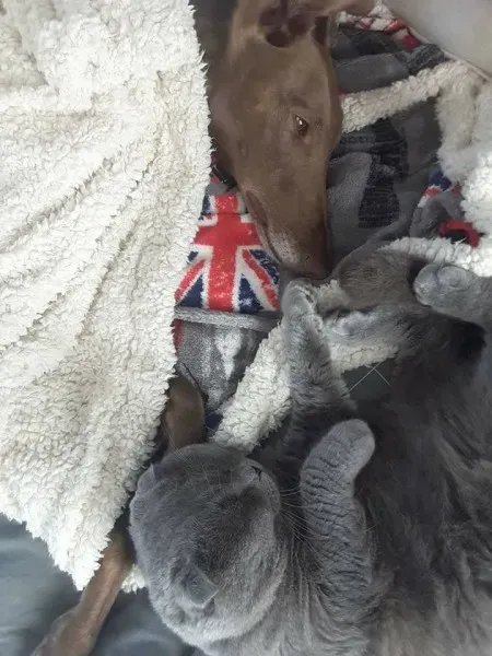 16473055 1267963083287544 5232485184465989801 n