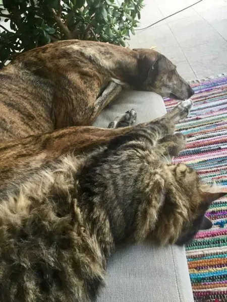 16473693 1268562646560921 2698805815465882921 n