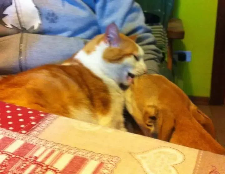 16473737 1268562856560900 8883229065514430750 n