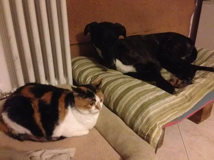 16507954 1268562939894225 4619226137015734963 n