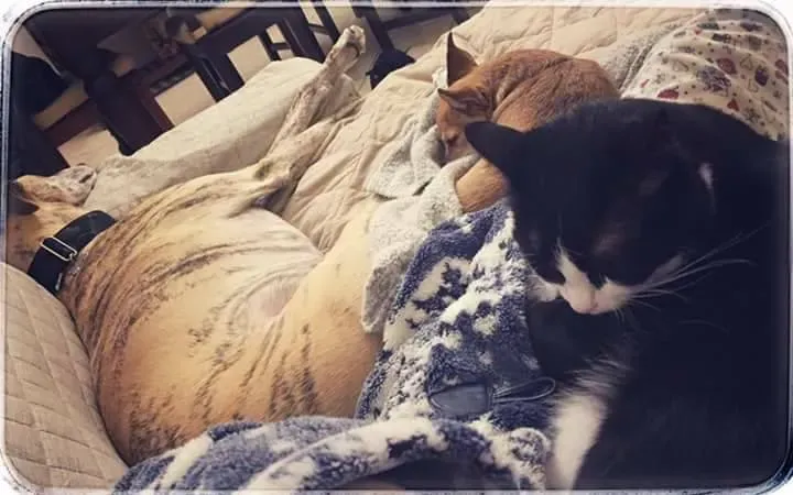 16508203 1268563049894214 1304271533378473909 n