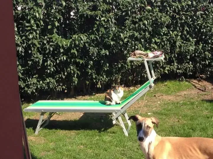 16508451 1268562726560913 9096750029358732371 n