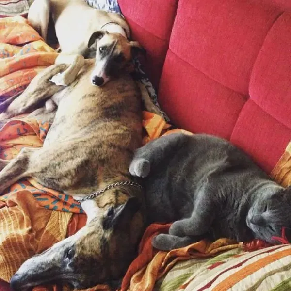 16508456 1268563089894210 6694817233484682971 n