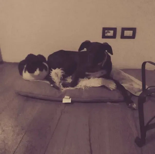 16508516 1267962939954225 5288709126964459859 n