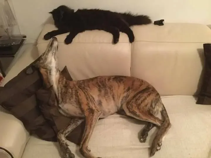 16508823 1268565226560663 1921702512495147110 n