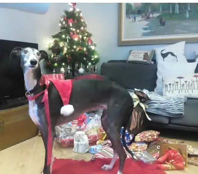 1661977 552307454928208 8937330890753201311 n