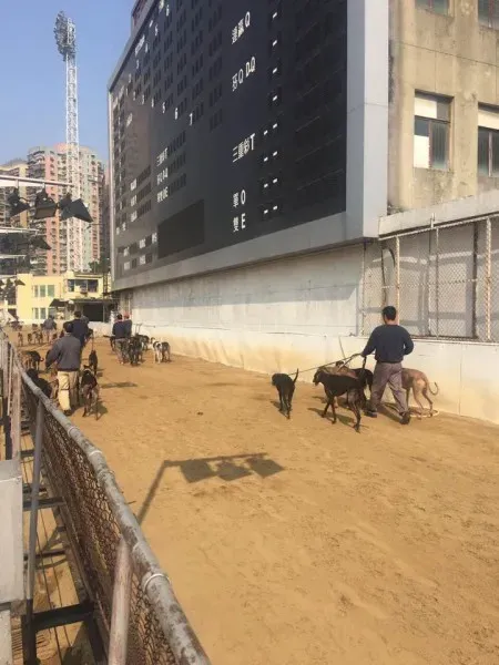 16640593 1041276516007044 4994387697612147697 n