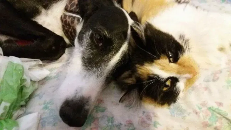 16640709 1267745436642642 5027990062381686127 n