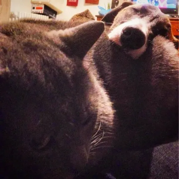 16641094 1268563009894218 6685109404960691803 n