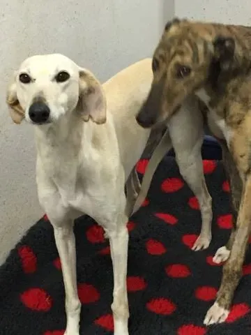 16651610 257012558087730 4077051 n