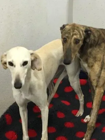 16651937 257012564754396 1042924244 n