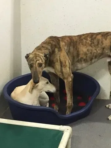 16652018 257012571421062 594169428 n