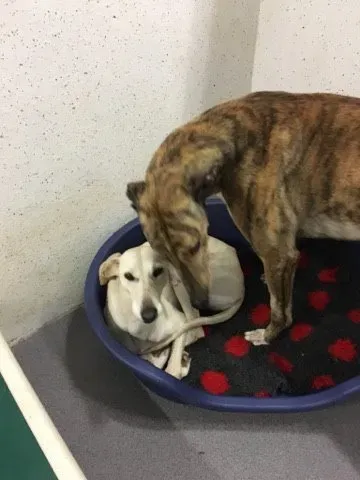 16652400 257012608087725 1516482944 n