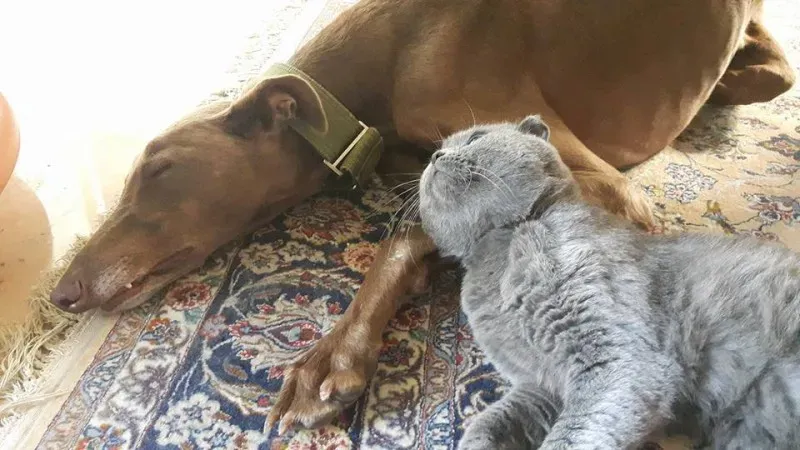 16681456 1278263612257491 901506640180185788 n