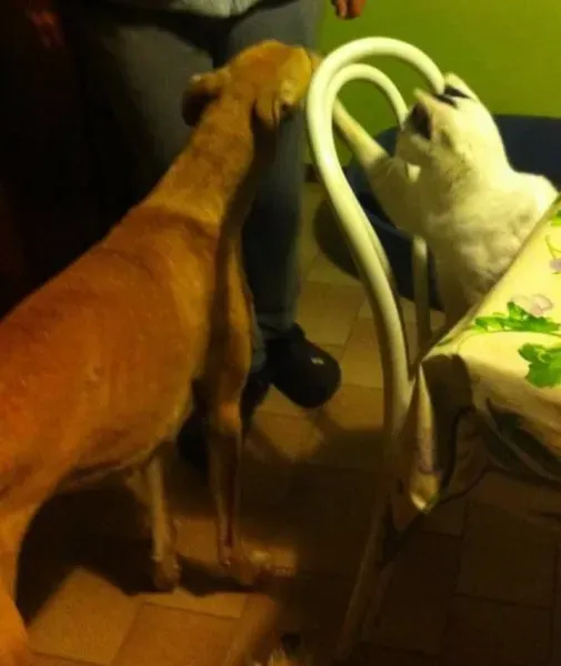 16684132 1268562886560897 3470497150661749613 n