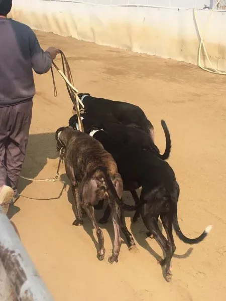 16708331 1041276449340384 9077676853189622690 n