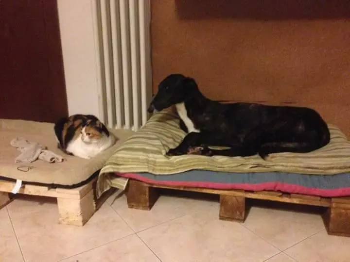 16708593 1268562613227591 2565043646486861457 n