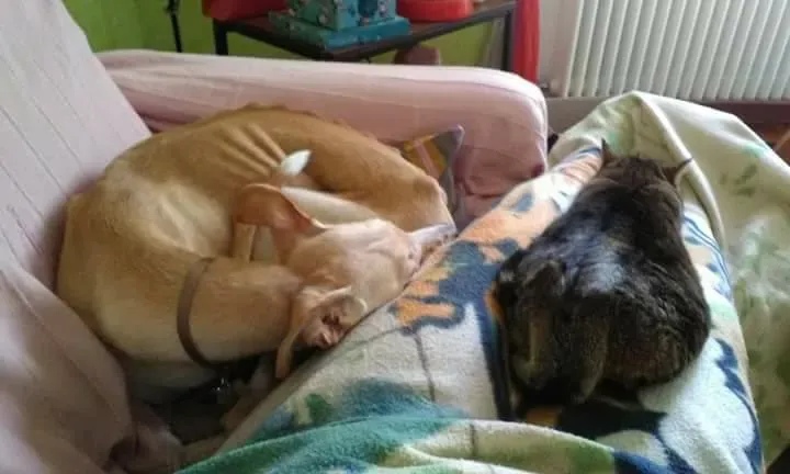 16729067 1276324595784726 8924453525403089915 n